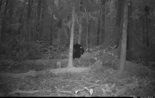 Camera Traps - December 2024