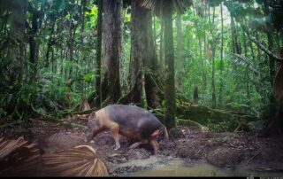 Camera Traps - December 2024