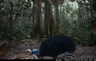 Camera Traps - December 2024