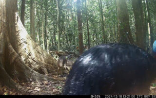 Camera Traps - December 2024