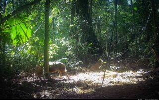 Camera Traps - December 2024