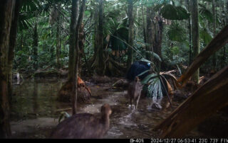 Camera Traps - December 2024