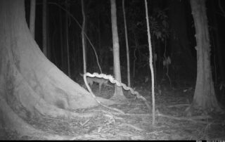 Camera Traps - December 2024