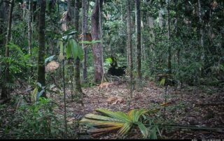 Camera Traps - December 2024