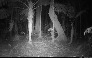 Camera Traps - December 2024