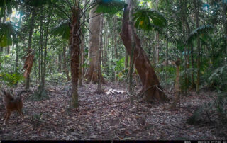 Camera Traps - December 2024