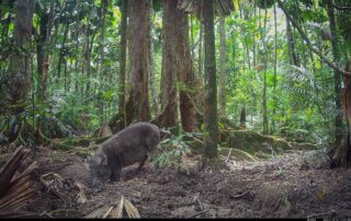 Camera Traps - December 2024