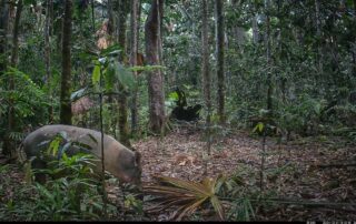 Camera Traps - December 2024