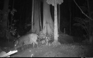 Camera Traps - January 2025