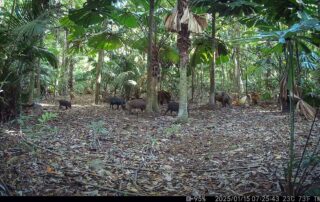 Camera Traps - January 2025