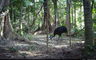 Camera Traps - January 2025