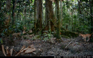 Camera Traps - January 2025