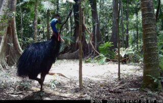 Camera Traps - January 2025