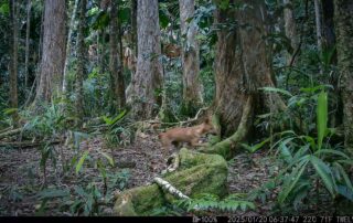 Camera Traps - January 2025