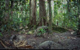 Camera Traps - January 2025