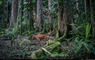 Camera Traps - January 2025