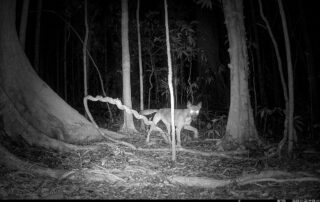 Camera Traps - January 2025