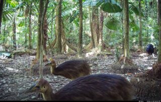 Camera Traps - January 2025