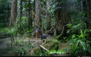 Camera Traps - January 2025