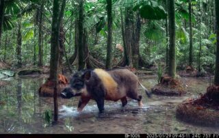 Camera Traps - January 2025