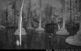 Camera Traps - January 2025