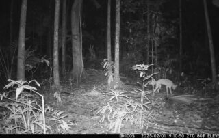 Camera Traps - February 2025