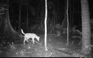 Camera Traps - February 2025