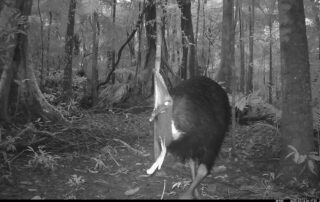 Camera Traps - February 2025