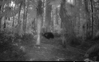 Camera Traps - February 2025