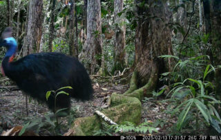 Camera Traps - February 2025