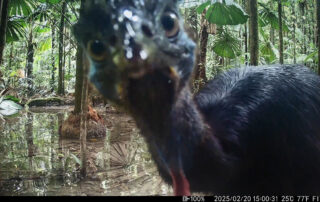 Camera Traps - February 2025