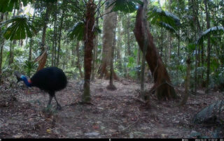 Camera Traps - February 2025