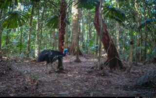 Camera Traps - February 2025