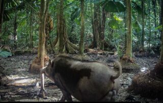 Camera Traps - March 2025