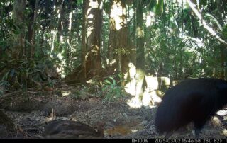 Camera Traps - March 2025