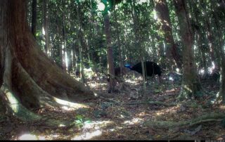 Camera Traps - March 2025