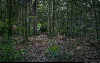 Camera Traps - March 2025