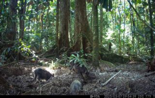 Camera Traps - March 2025