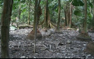 Camera Traps - March 2025