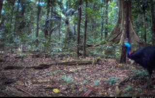 Camera Traps - March 2025