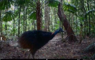 Camera Traps - March 2025