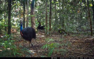 Camera Traps - March 2025