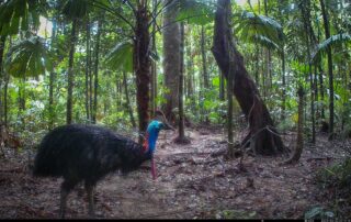 Camera Traps - March 2025