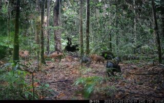Camera Traps - March 2025