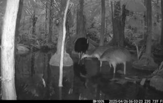 Camera Traps - March 2025