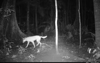Camera Traps - March 2025