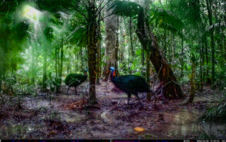 Camera Traps - March 2025