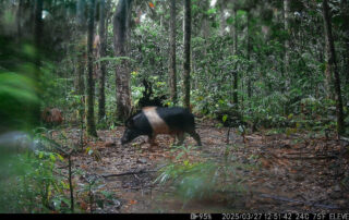 Camera Traps - March 2025