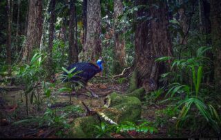 Camera Traps - March 2025