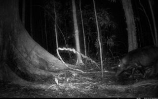 Camera Traps - March 2025